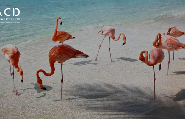 Poltzimin pionero en terrenos residenciales en las playas de Yucatán